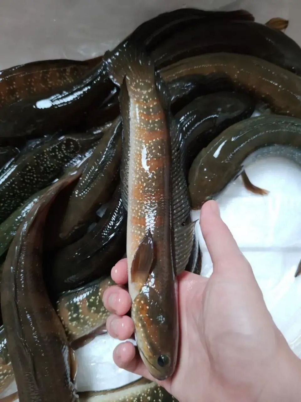 七星鱼,怎么做好吃