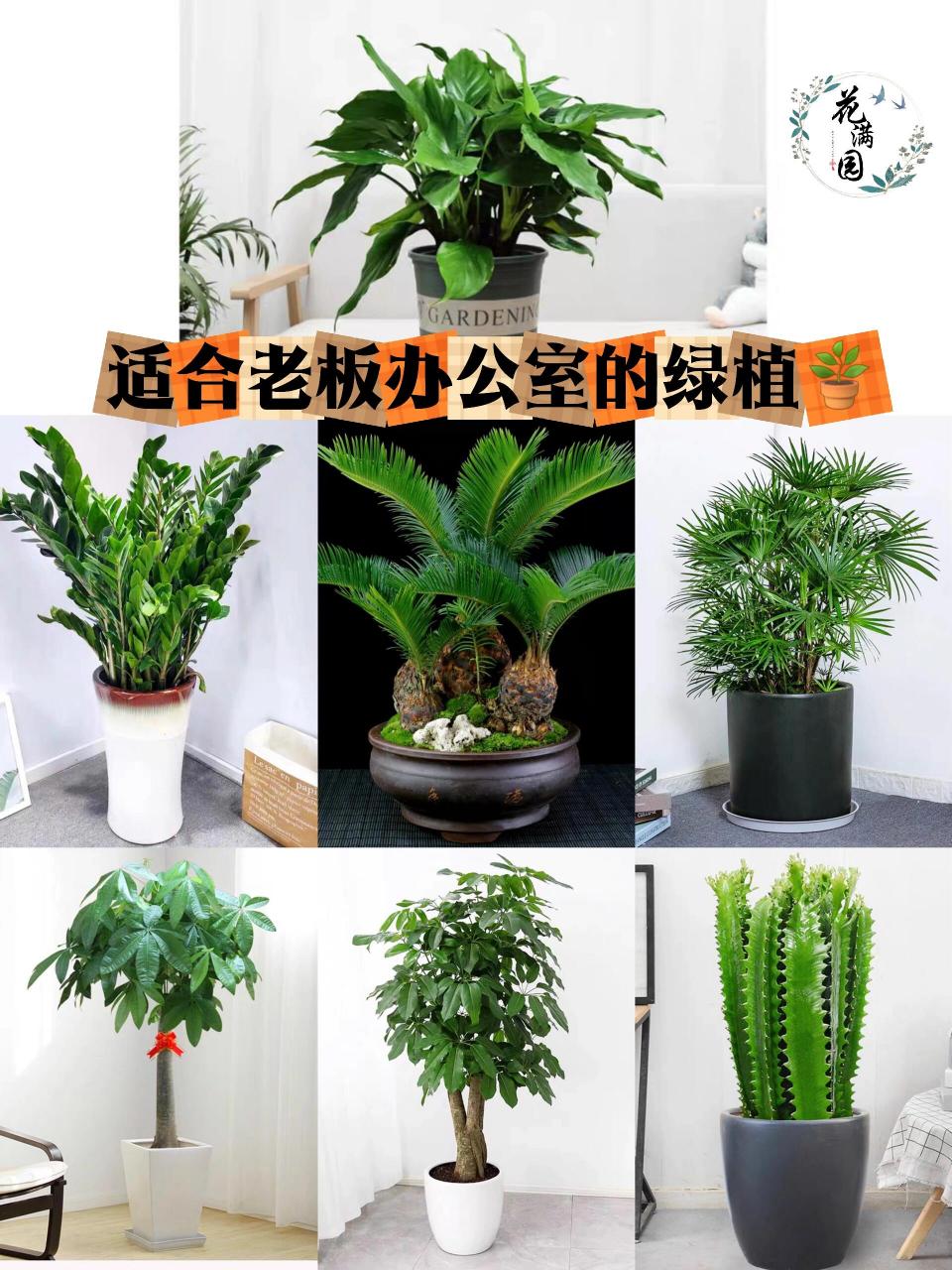 老板们都喜欢摆放的办公室绿植90 00万年青 隶属天南星科,干茎