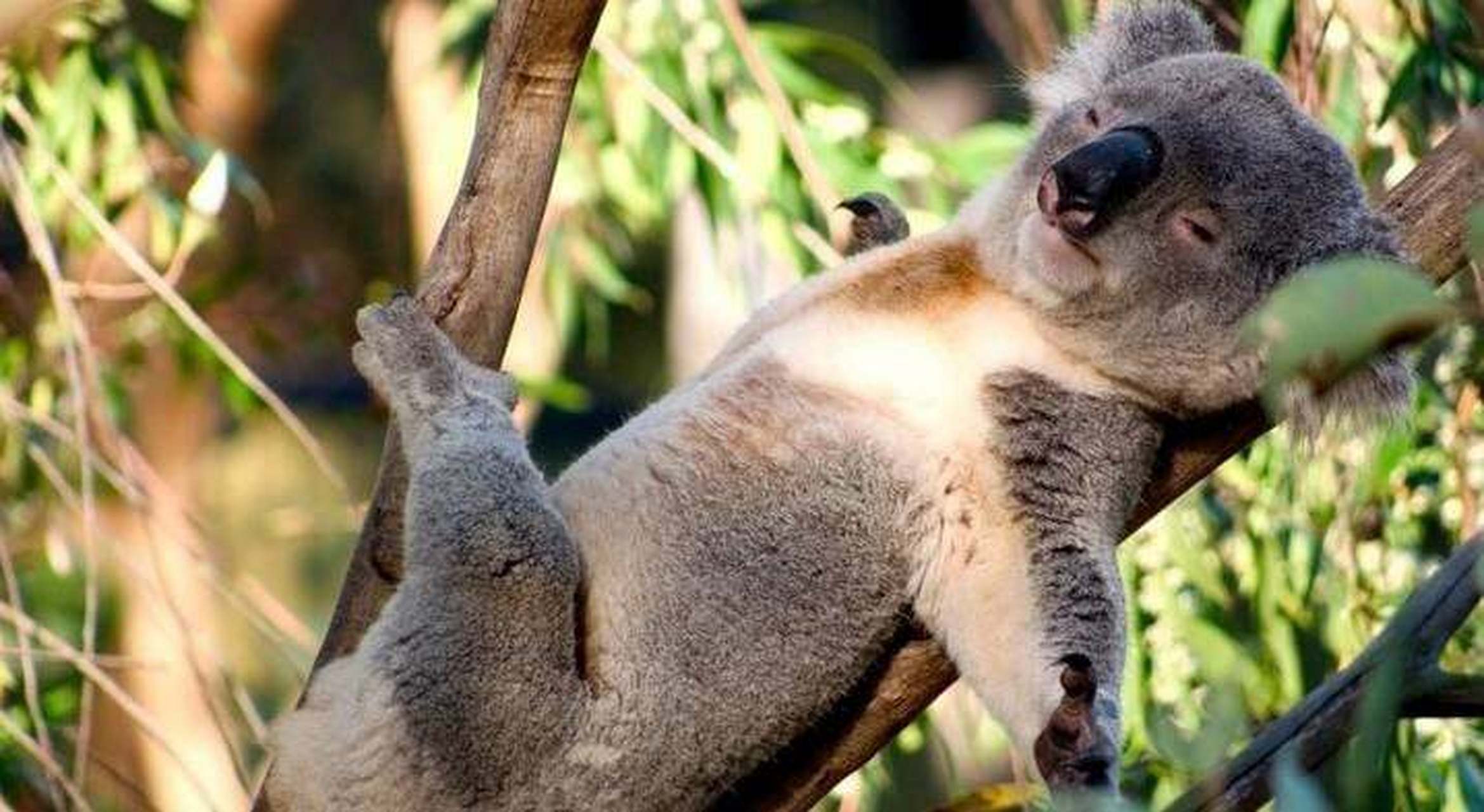 关于澳洲那些具有代表性的稀奇古怪的动物 澳大利亚地域辽阔,总面积位