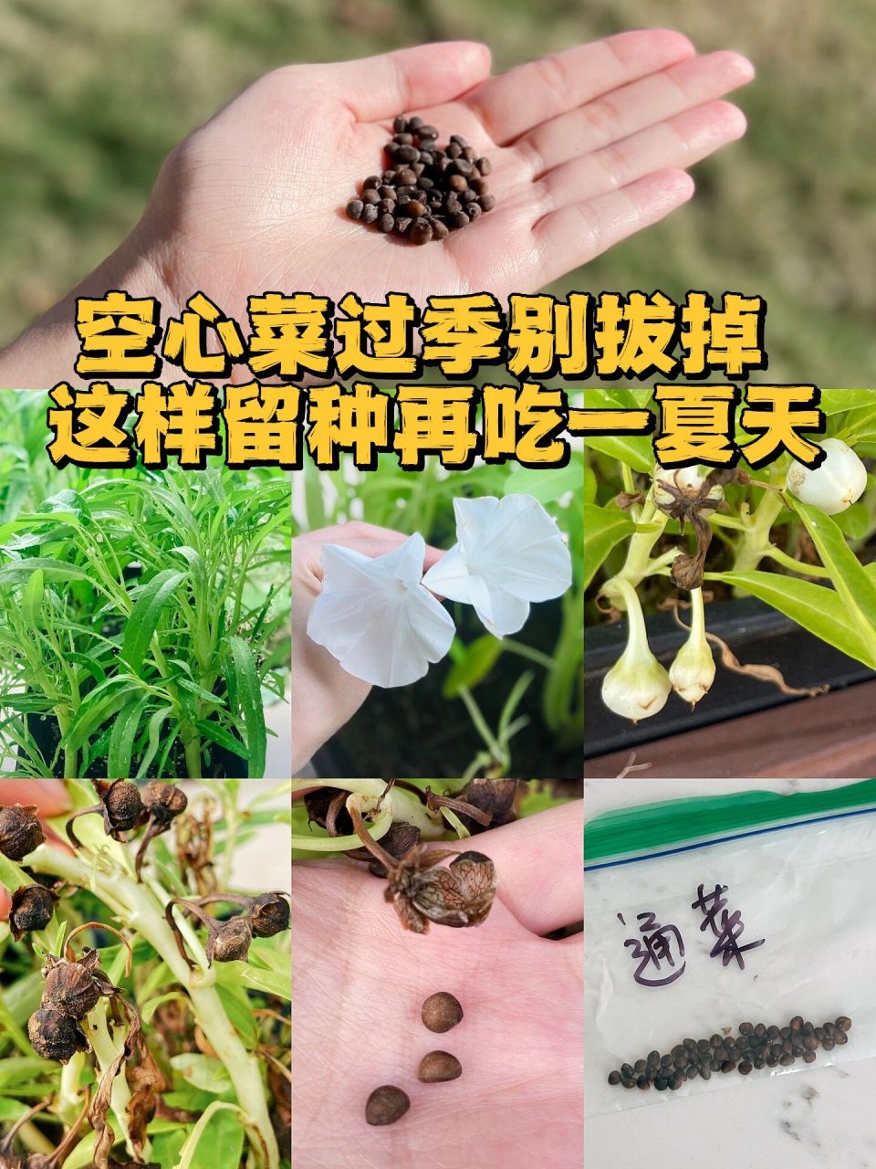 没想到大家那么热情, 不少小伙伴问我留种的问题, 我一直记录着,现在