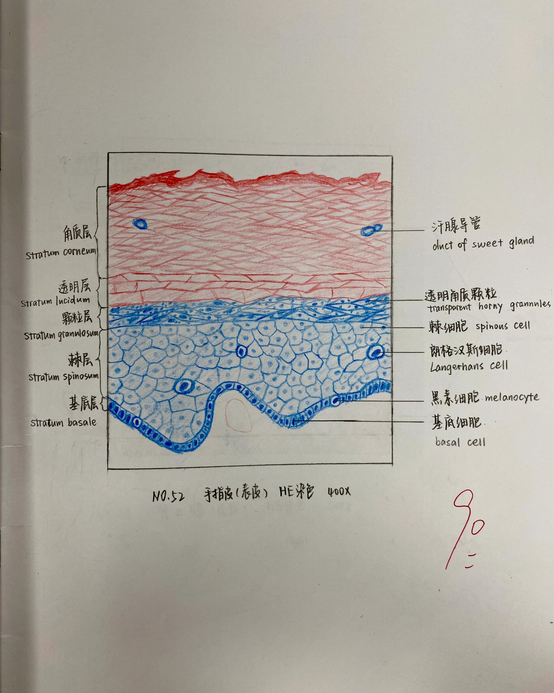 尼氏体红蓝铅笔图片