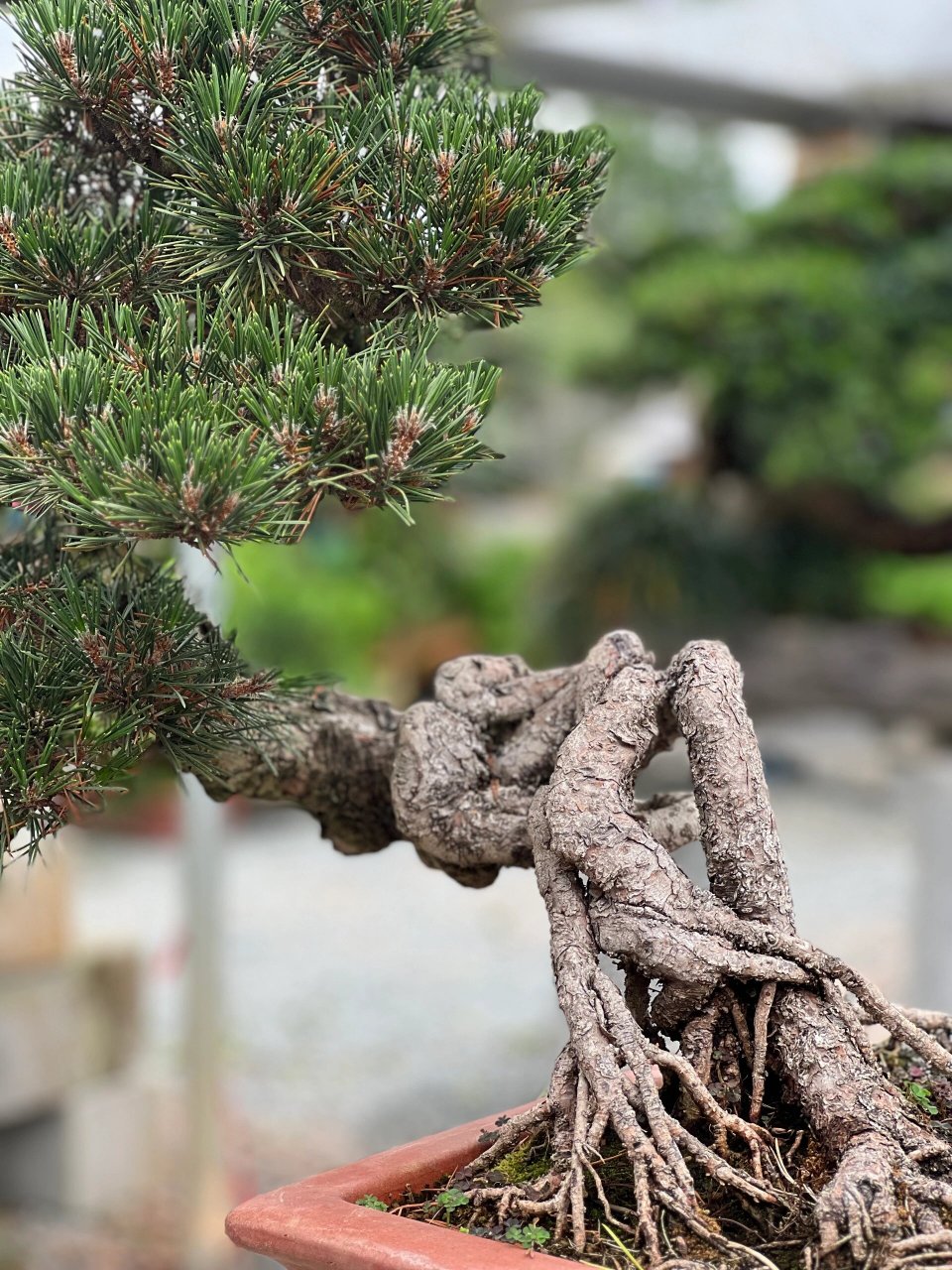 寿松---78千寿丸78 千寿丸叶子具有光泽呈深绿色95,针叶密,萌发