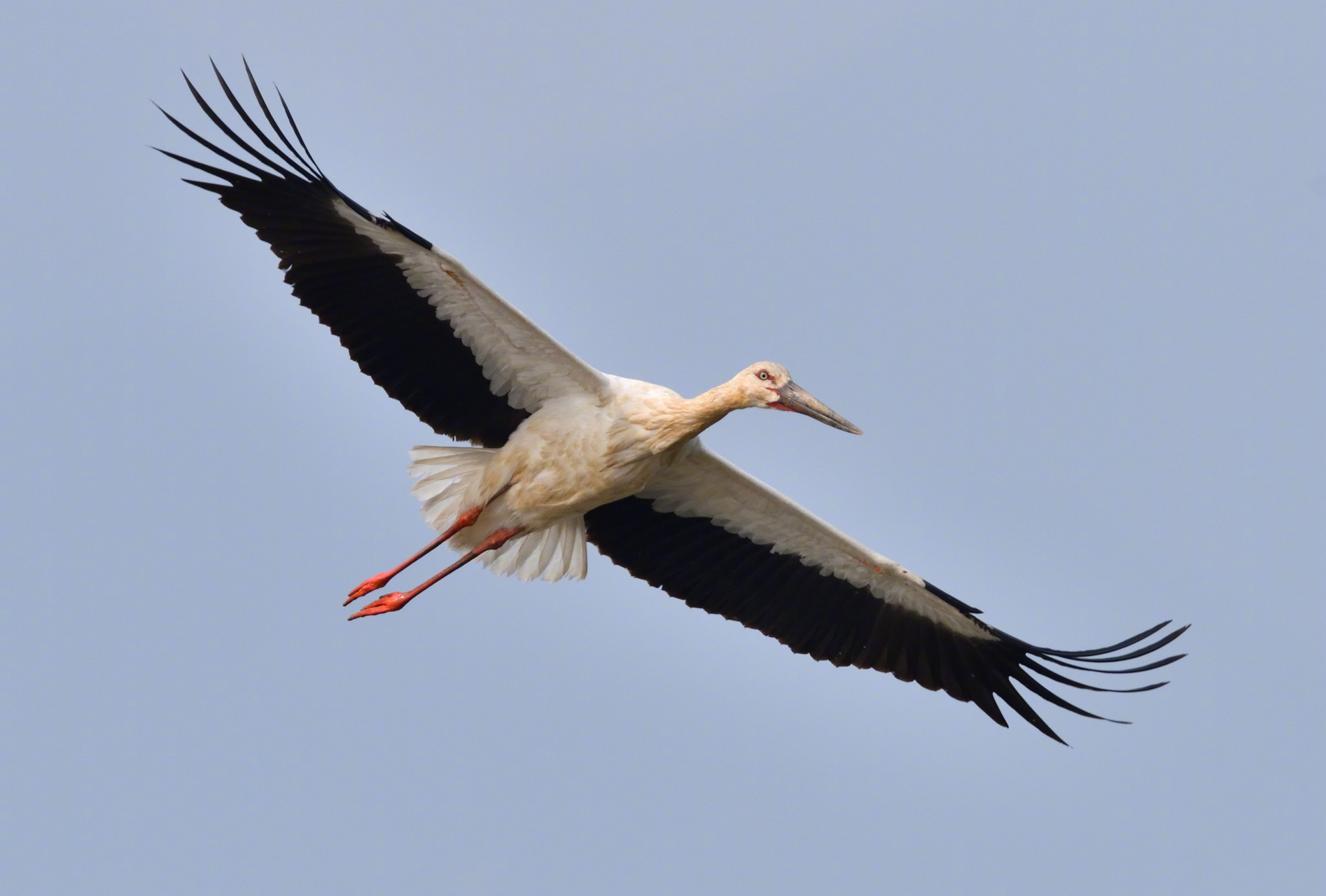 【#今年首批南迁候鸟抵粤# 当中发现珍稀濒危物种中华凤头燕鸥】近日