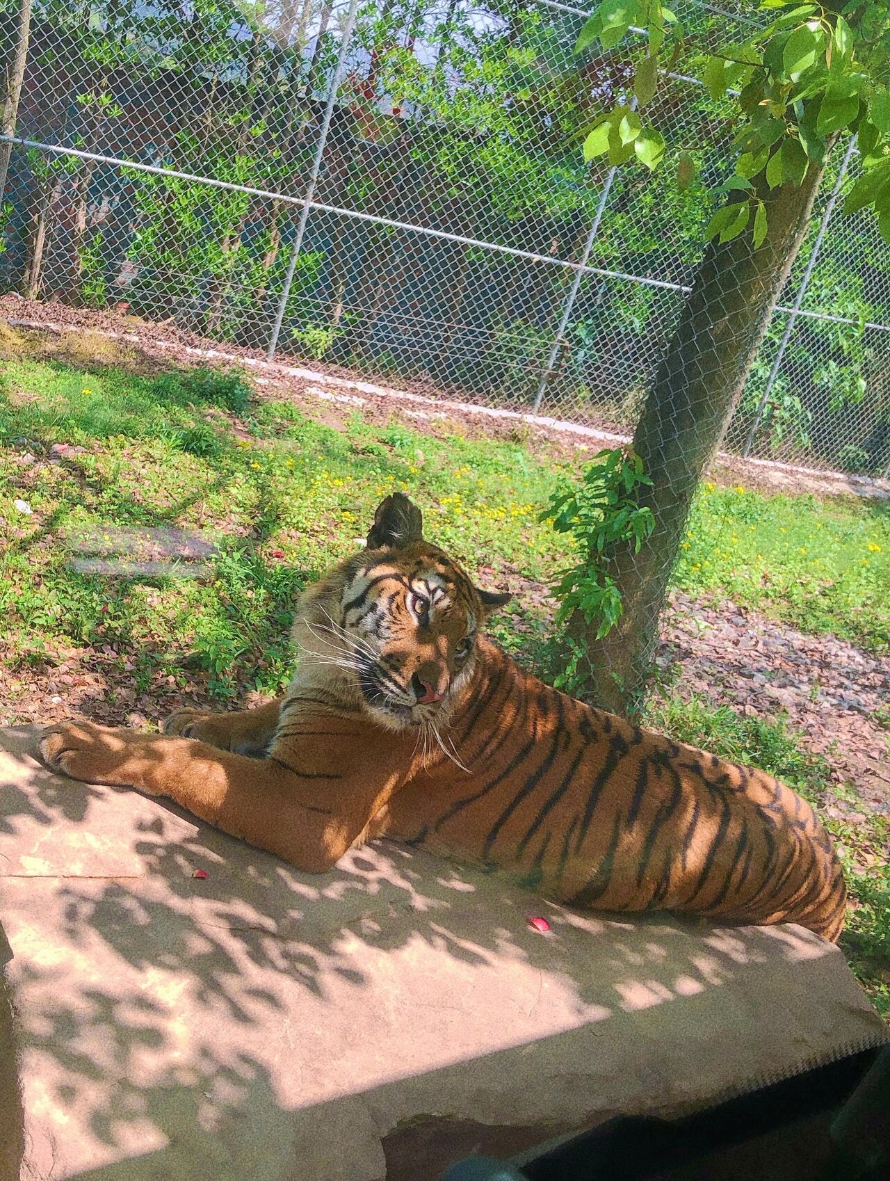 03重庆【永川野生动物园】 知道重庆永川野生动物园可以近距离投食