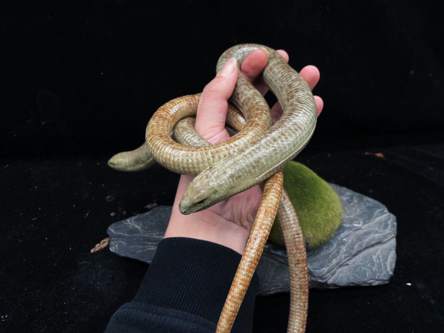 帝王蛇蜥 "没有脚的蜥蜴"?