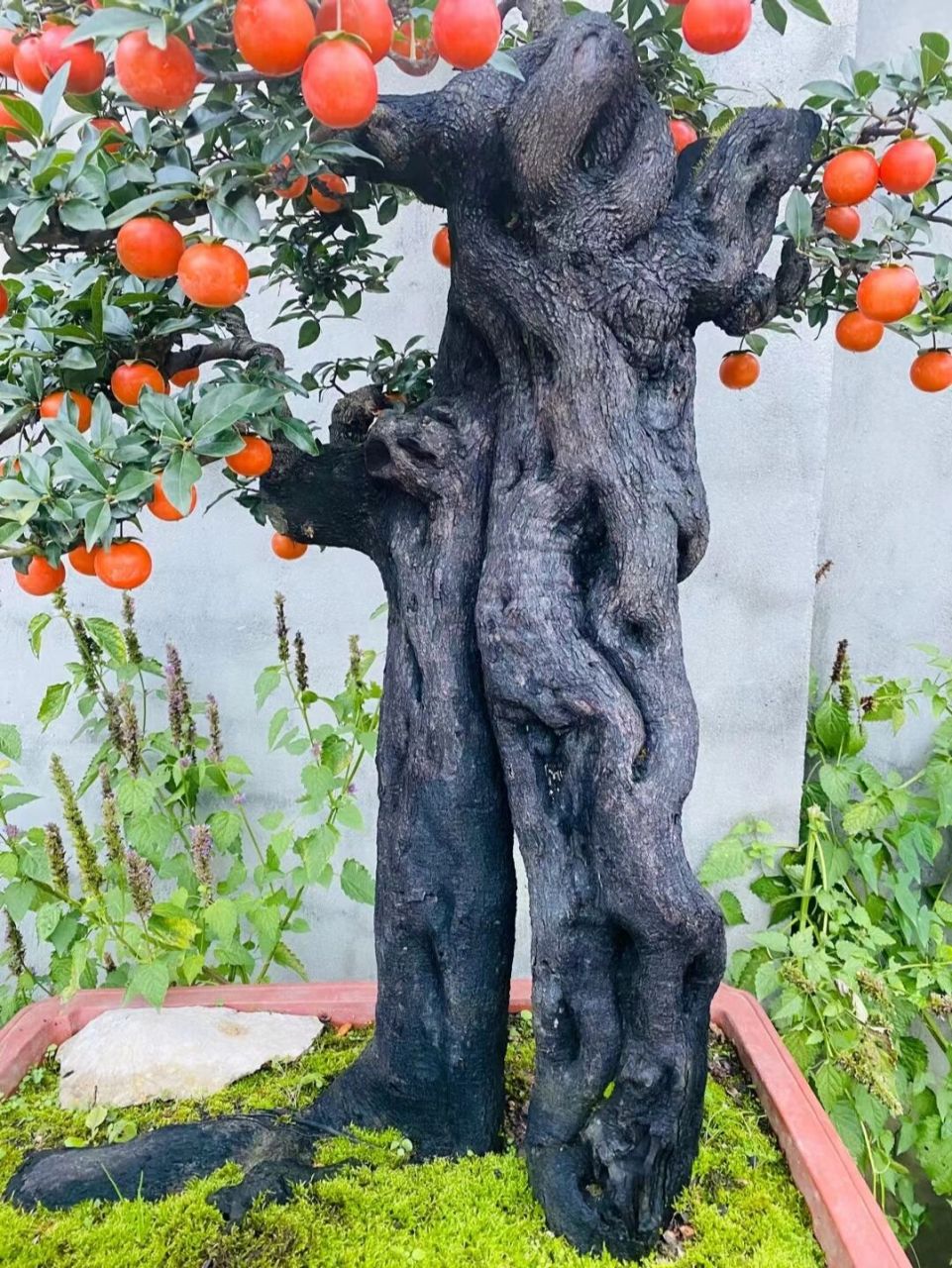 金弹子中国红特色精品老桩 盆景佳成已十秋