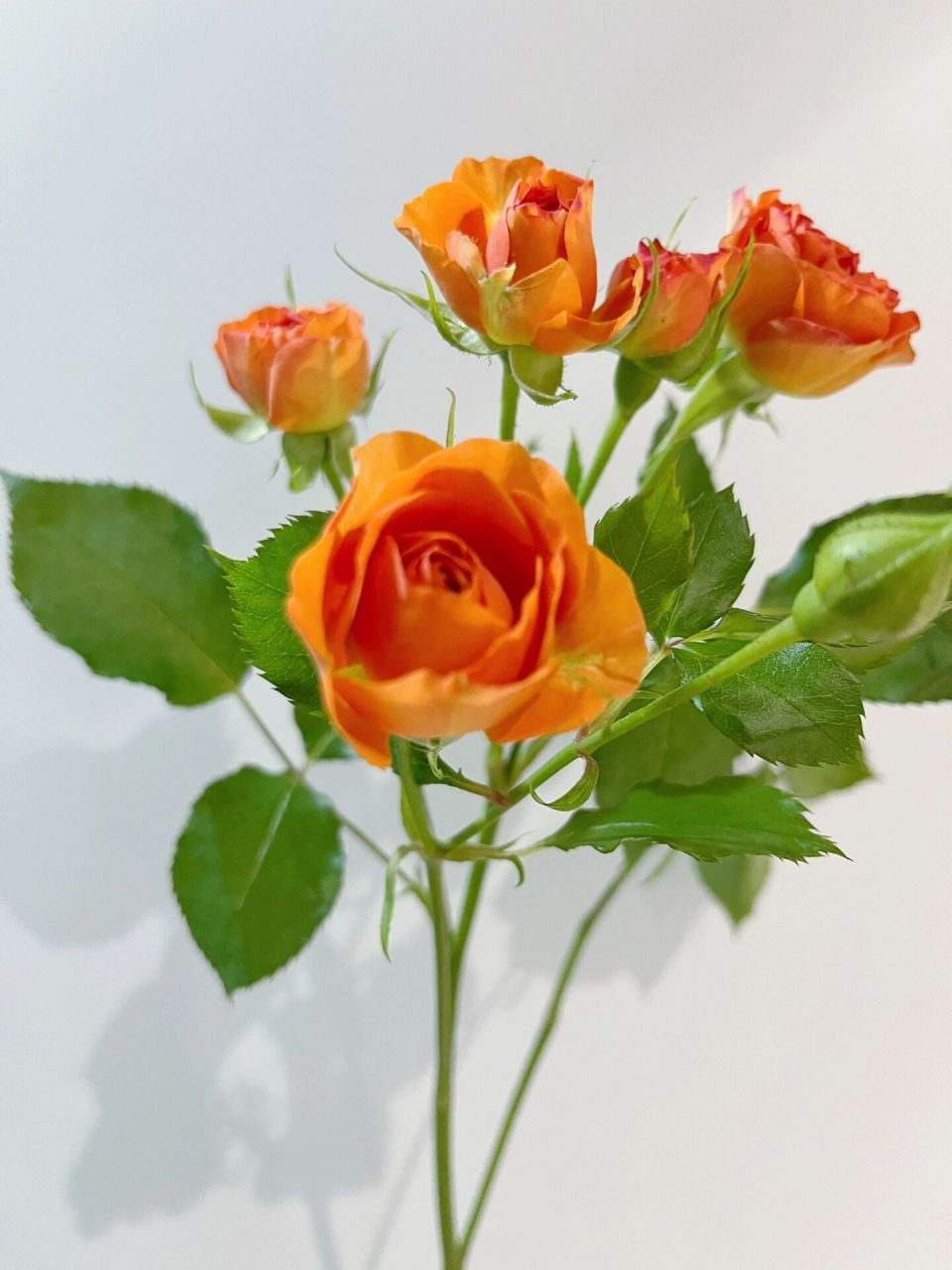 每日认识一种花材32 | 橙色芭比(多头玫瑰 7715花材:橙色芭比.