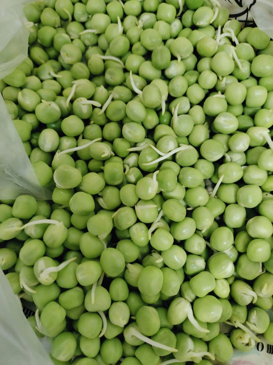 豌豆发芽了还能吃不 放冰箱里三四天发芽了