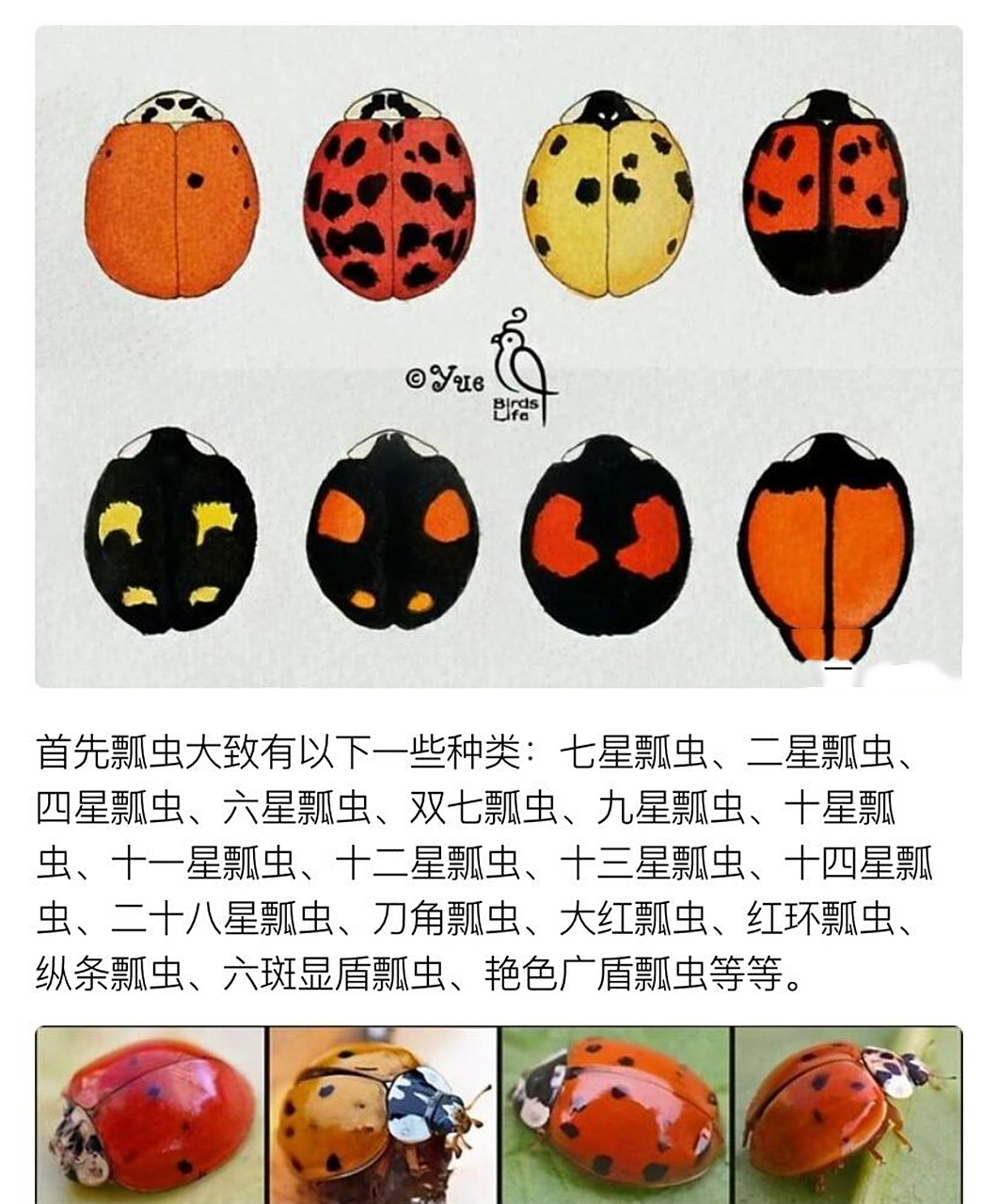 如何分辨瓢虫的好坏 图没发完,拼起来的长图发出来又糊糊的,想要完整