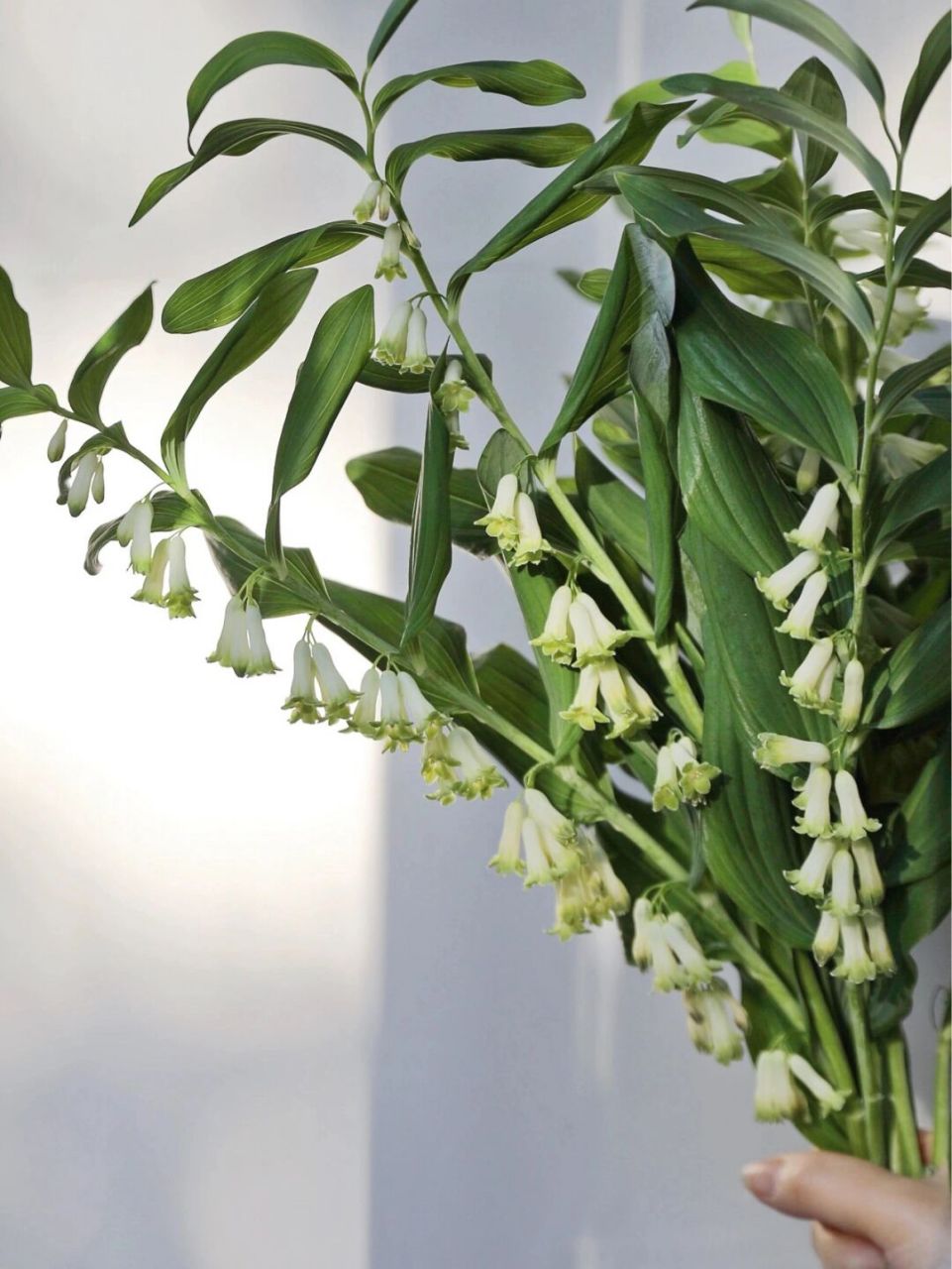 鸣子百合 (又名:斑叶玉竹)可入药,枝叶为高级花材,气质高雅,花开后像