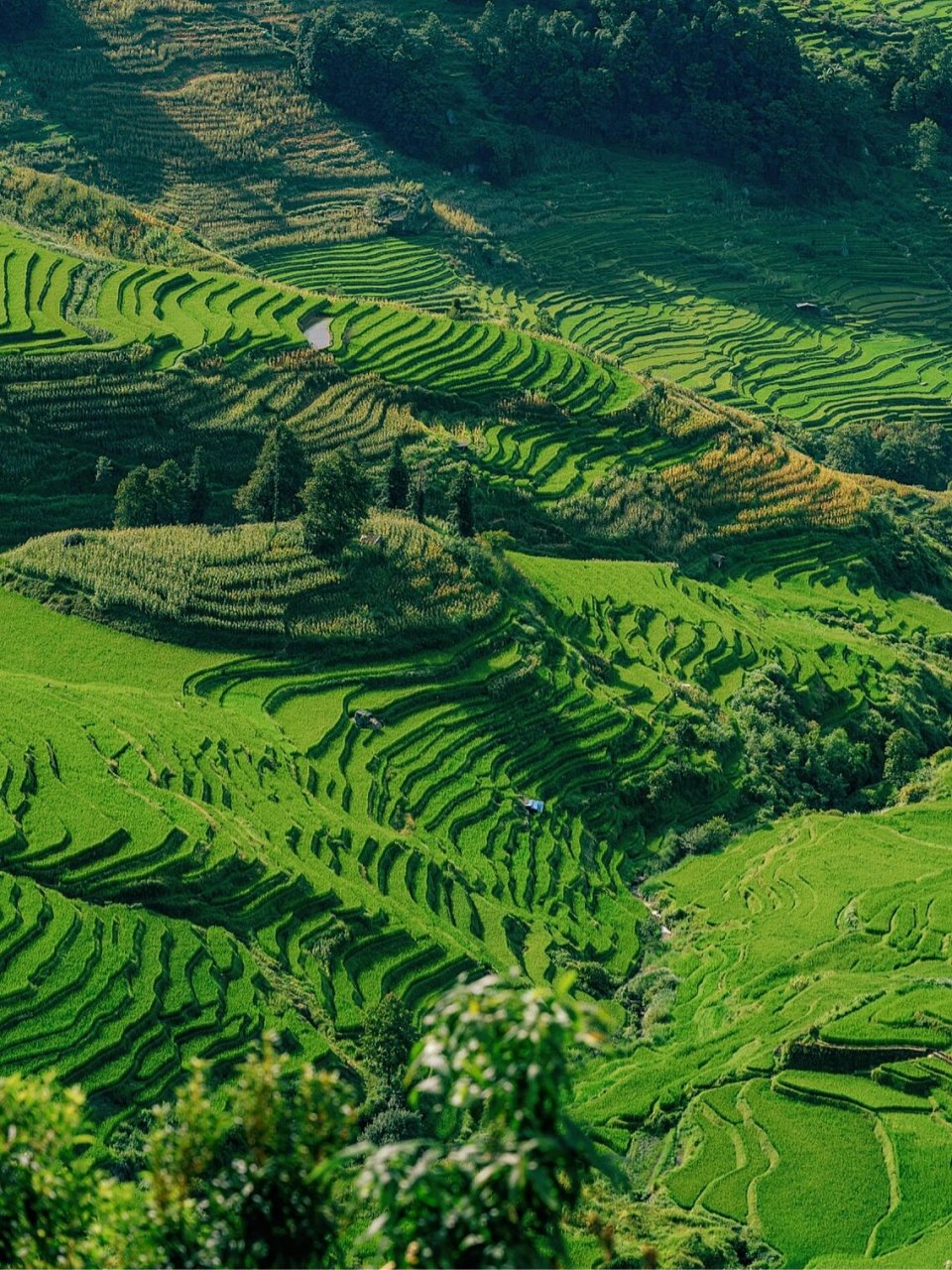 哈尼族古村落阿者科|大山里的蘑菇屋 96地址:云南省红河州元阳县
