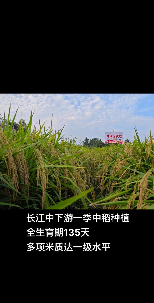 耐热超级稻,吨两优900.