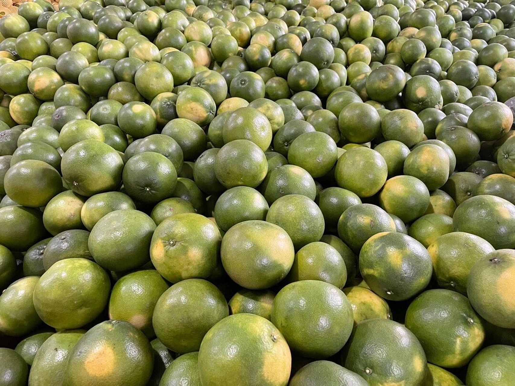 这两种葡萄柚本质上并无区别,只是在生长过程中,黄葡萄柚套了一个