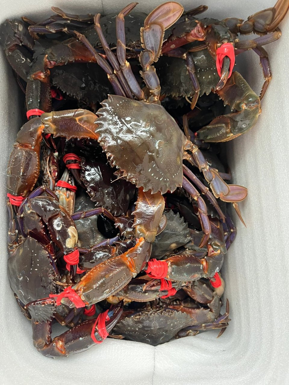 本地渤海湾纯野生赤甲红 最好吃的螃蟹之一,肉质紧实鲜甜,价格总也不