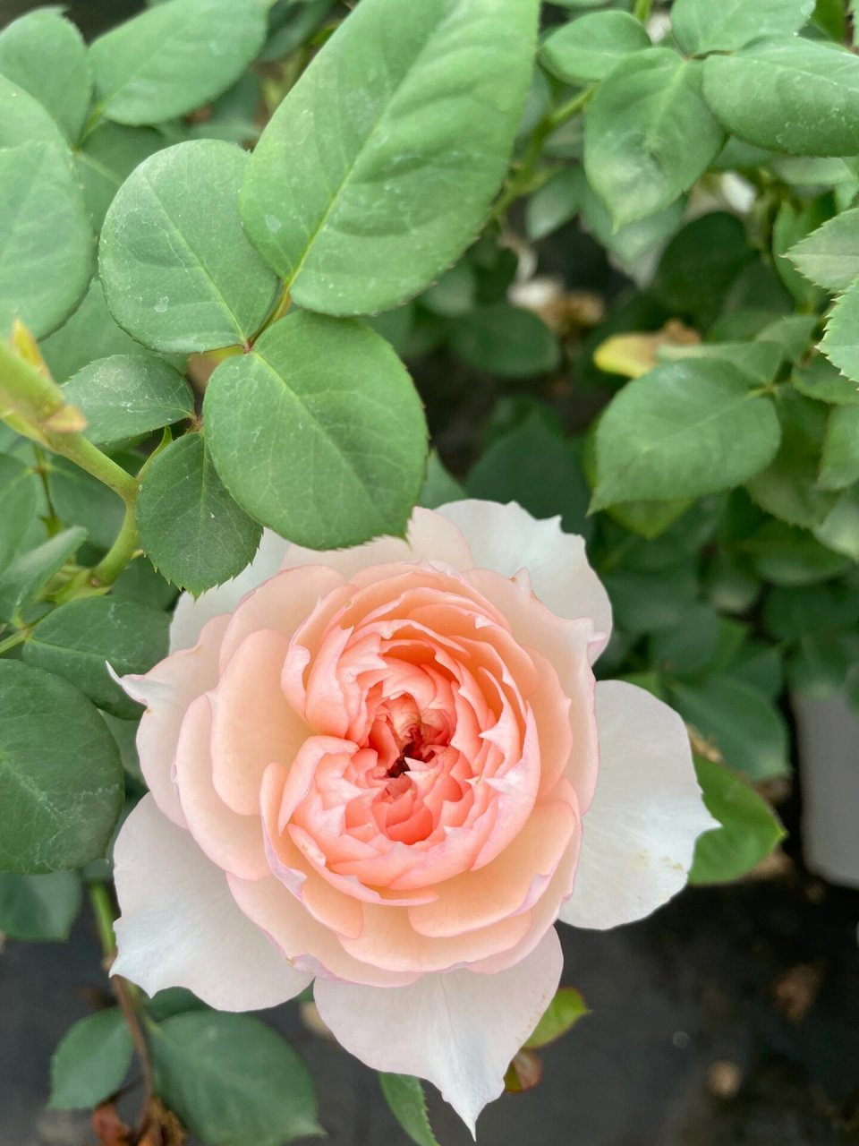 莫妮卡戴维:一款近乎完美的月季,多季绽放, 月季花是很多花友爱养的