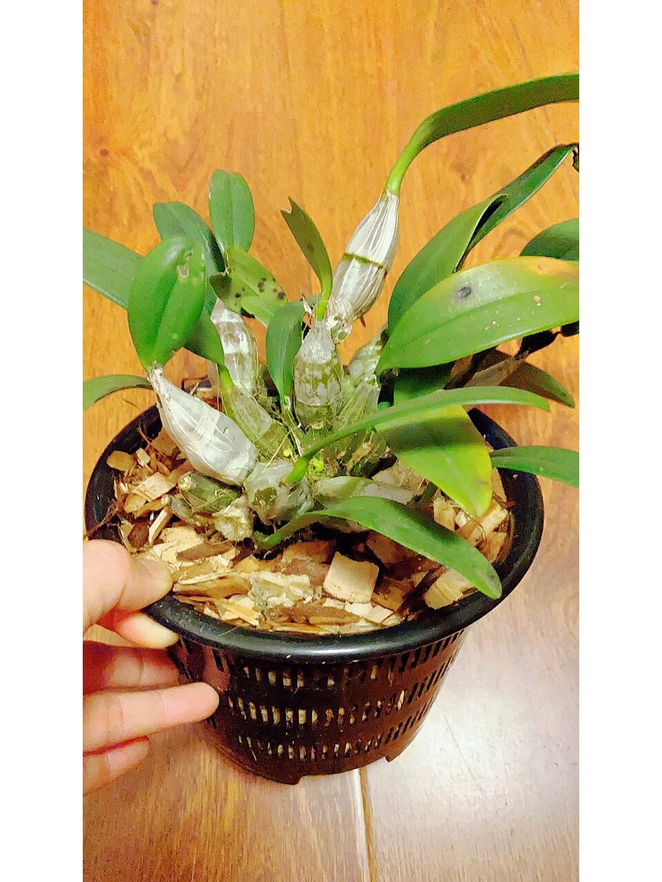 泰国聚石斛 鑫禾出品,必出精品 	 泰国聚石斛,也有人叫泰国大龟背,这