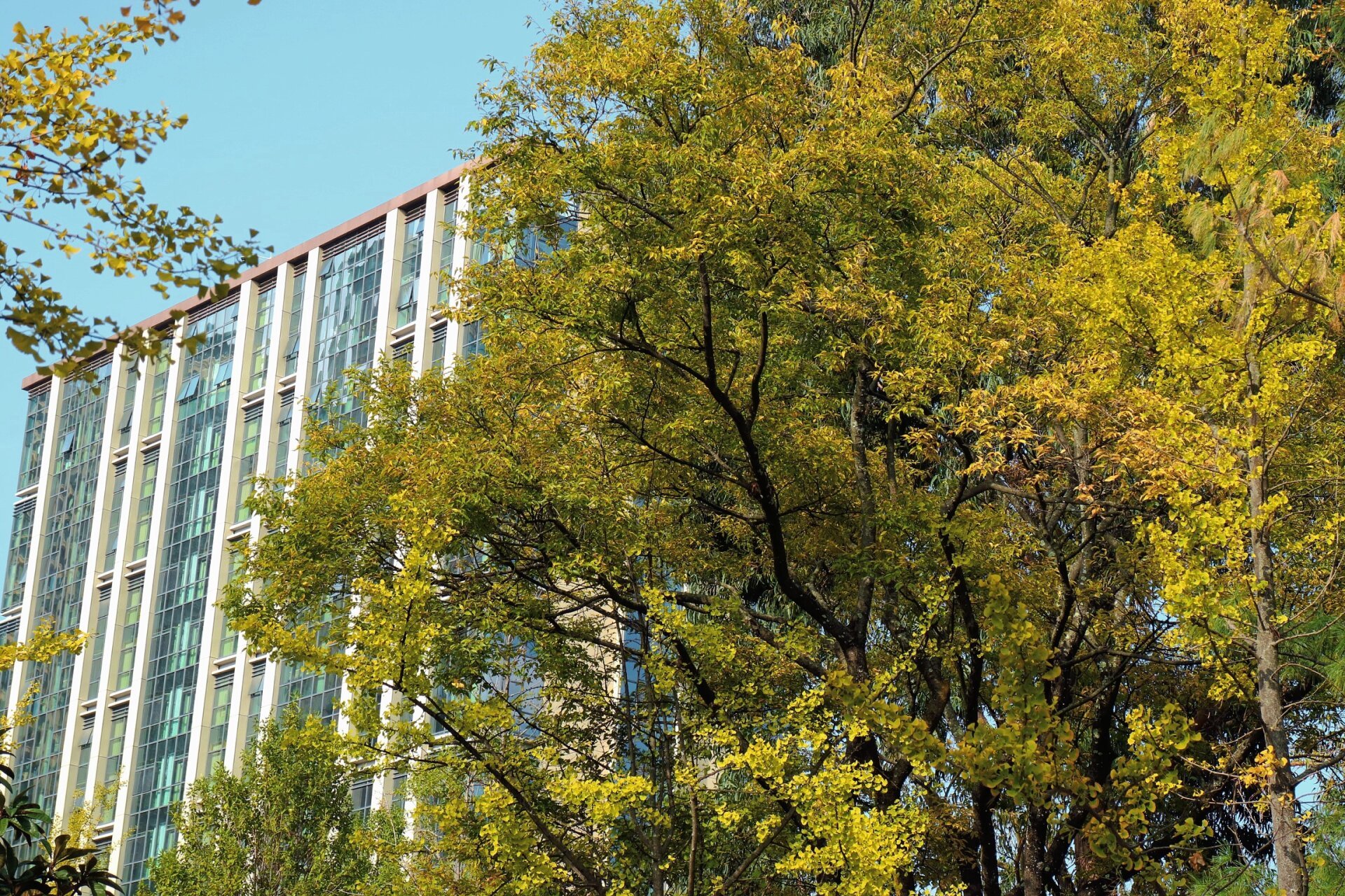 94昆明秋冬打卡地|99春融公园 6015昆明又一银杏拍照处,人少