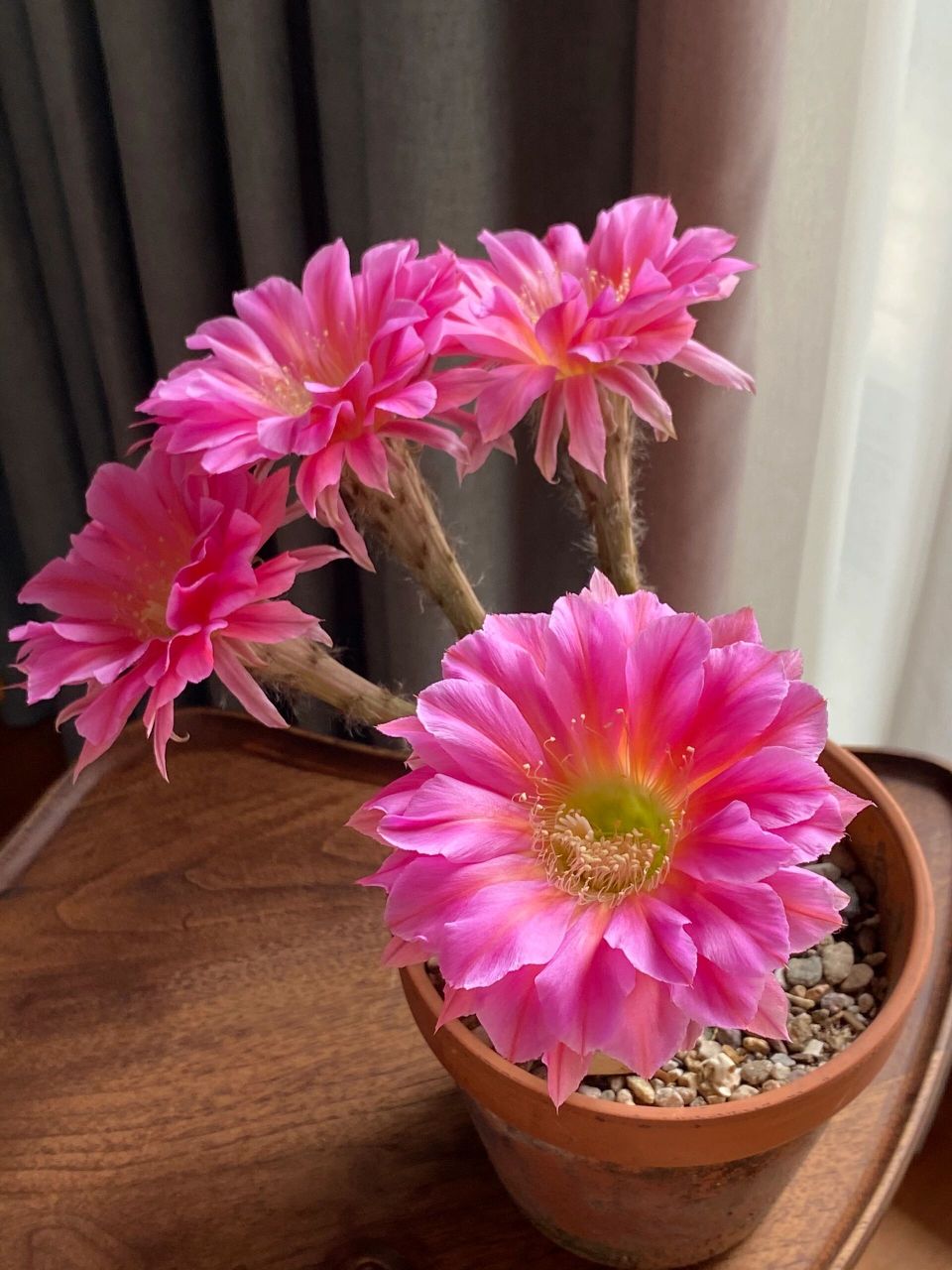 浓桃筋,据说它是仙人球界花友的"大众情人" 地位相当于月季里的果汁