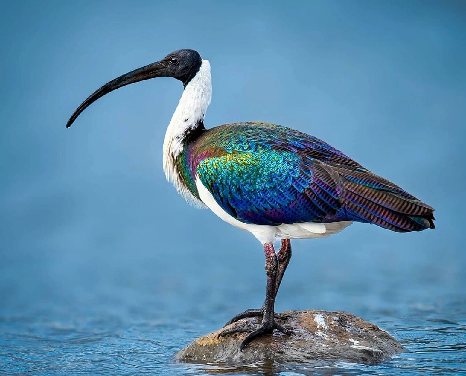 蓑颈白鹮 #保护动物# #鸟类# #观鸟# #蓑颈白鹮