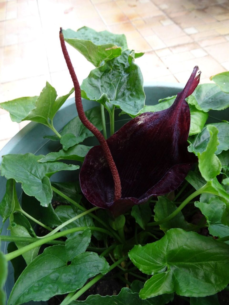 犁头尖,花香贼臭,粪味