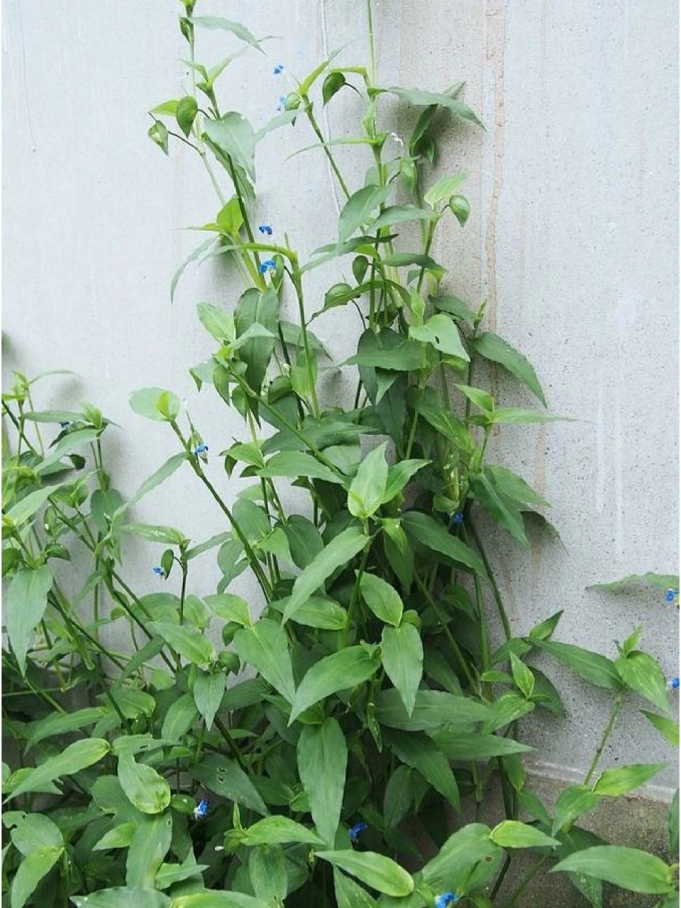 中草药,鸭跖草 鸭跖草,鸭跖草科,鸭跖草属