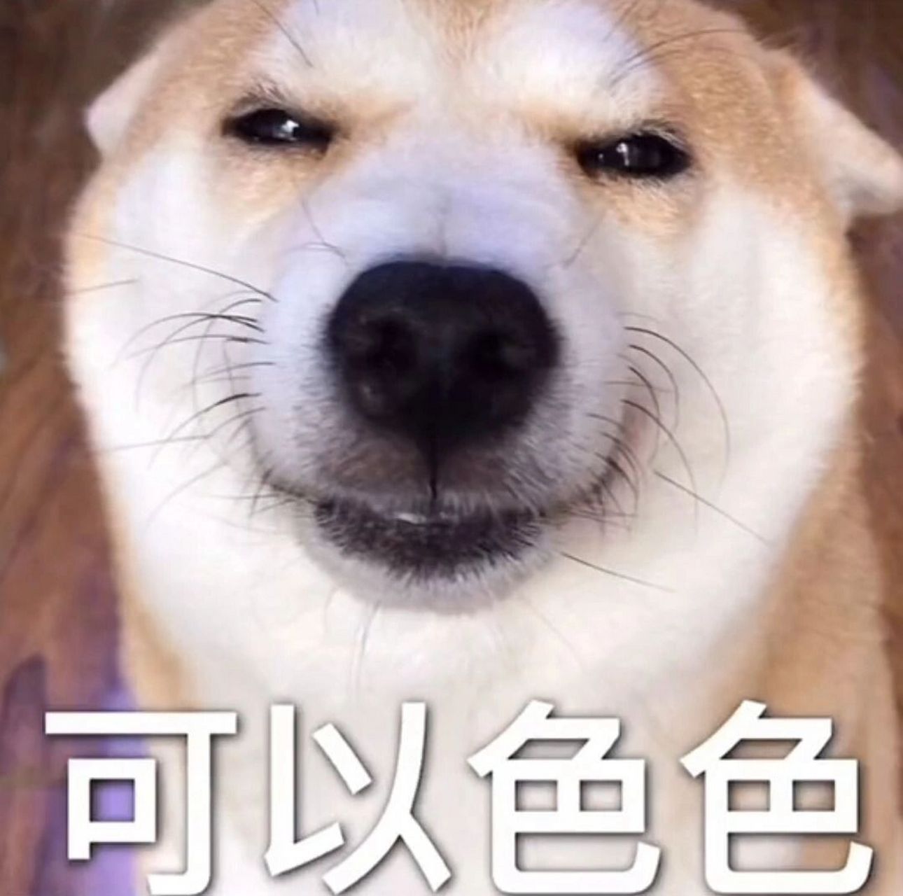 一些"色色"的表情包 不可以色色哦