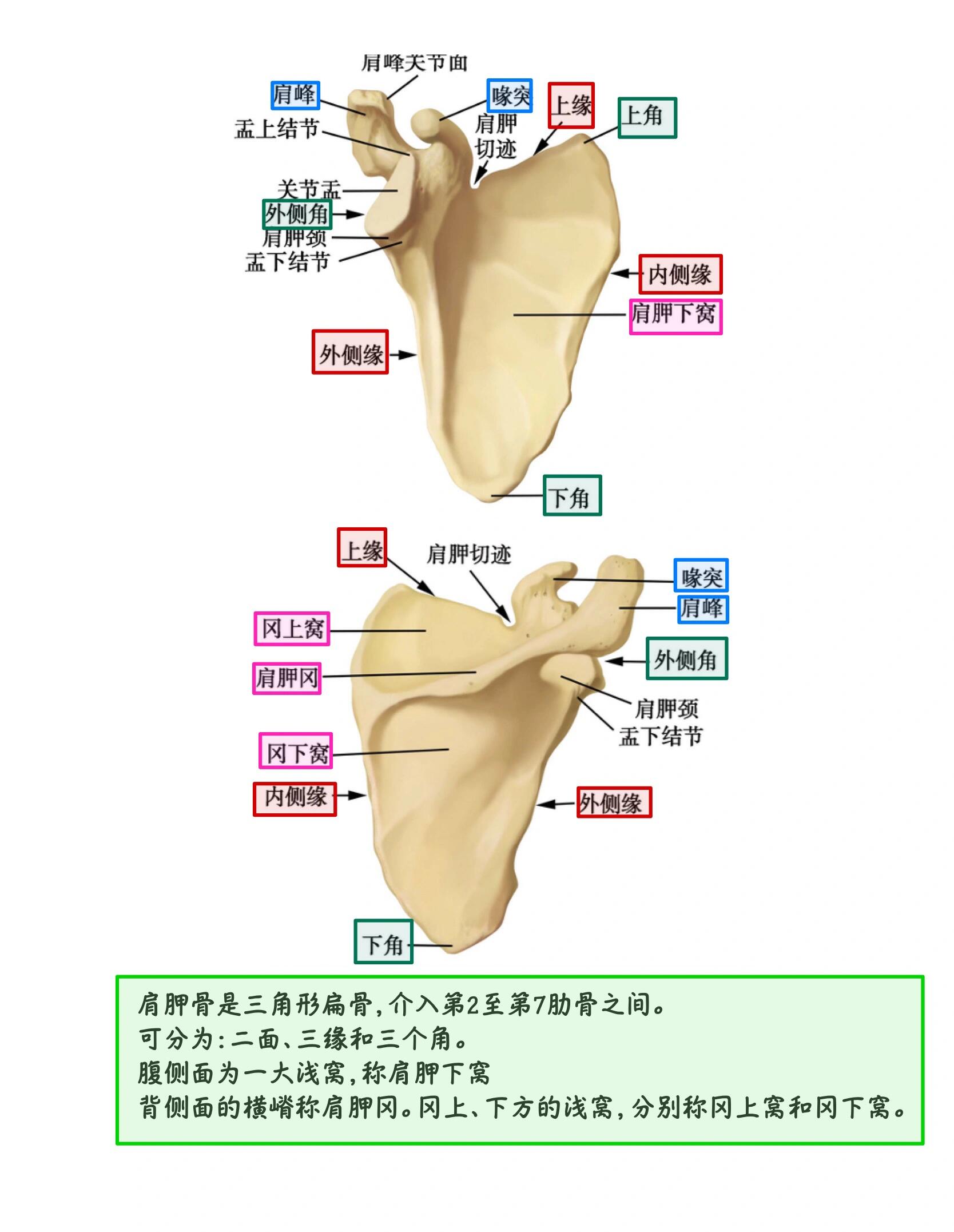 腹侧面或肋面与胸廓相对