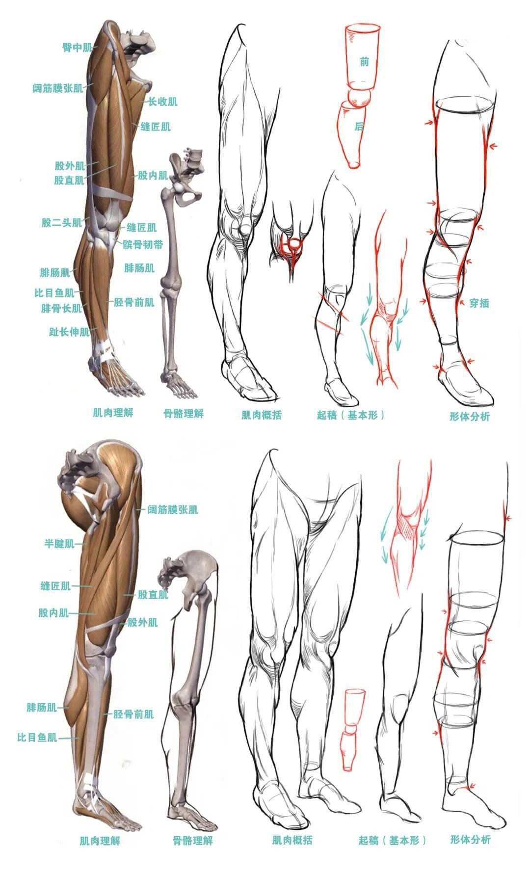 速写人物腿部分类及画法分析,一看就会!
