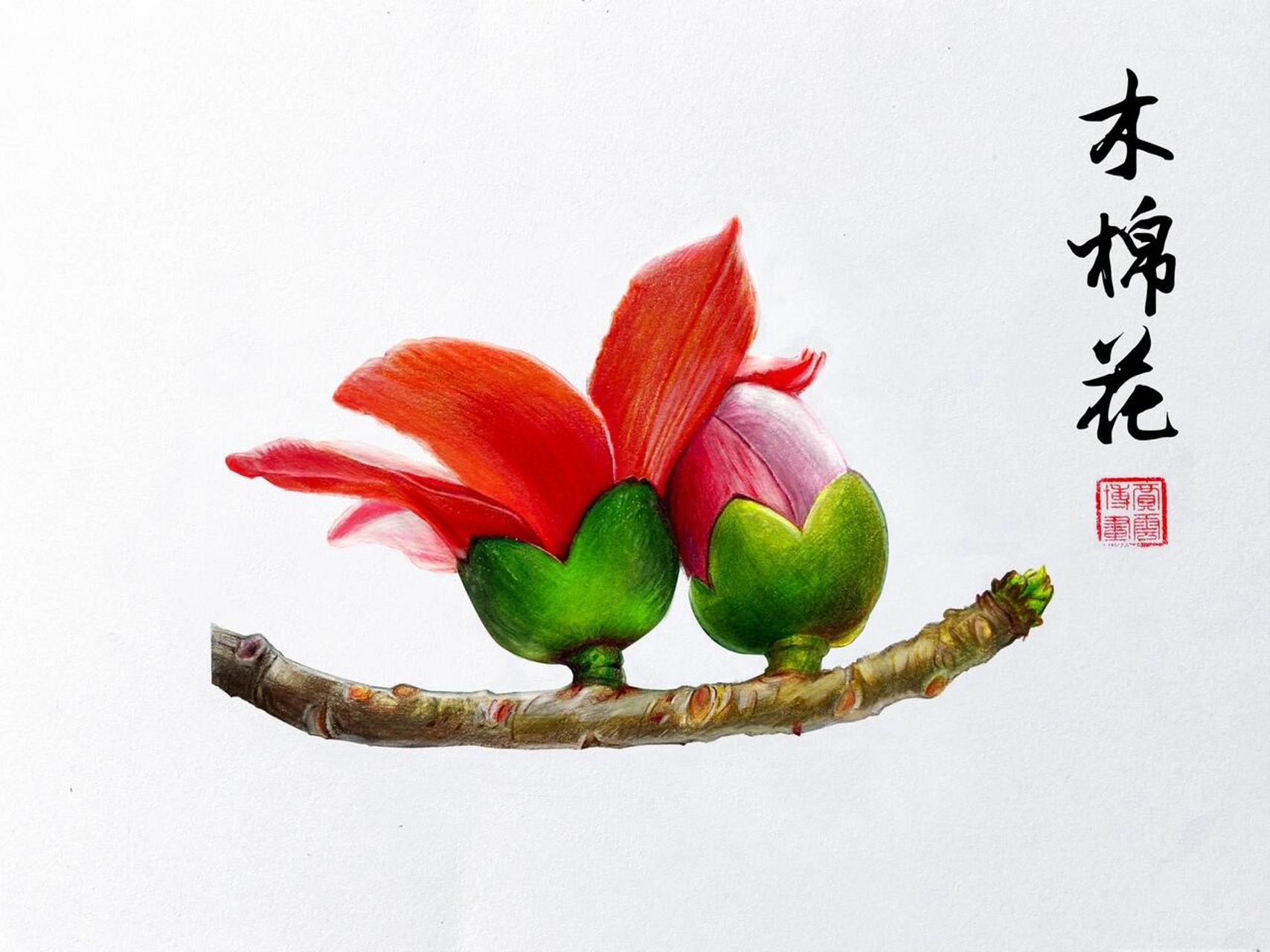 【彩铅画】木棉花 (内附步骤图) 十丈珊瑚是木棉,花开红比朝霞鲜.
