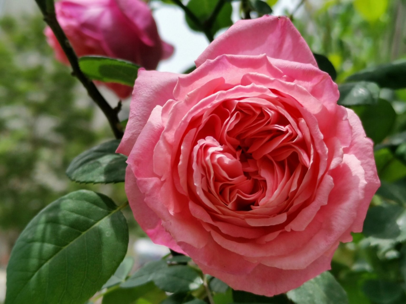 【西瓜水红】月季莉娜雷诺 颜色很丰富的玫粉系月季,天冷是偏深的西瓜