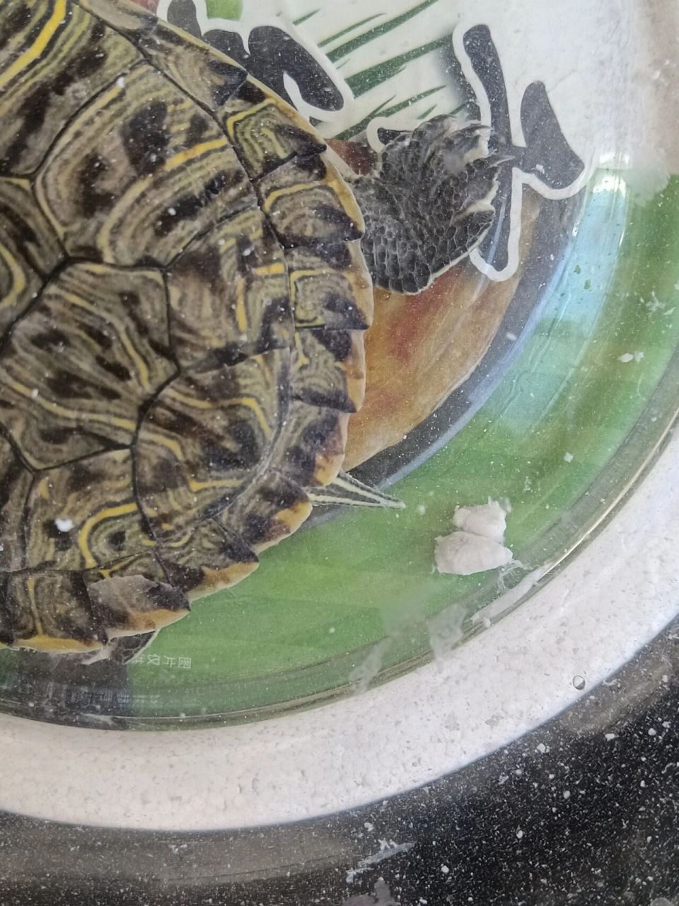 乌龟拉透明絮状物图片