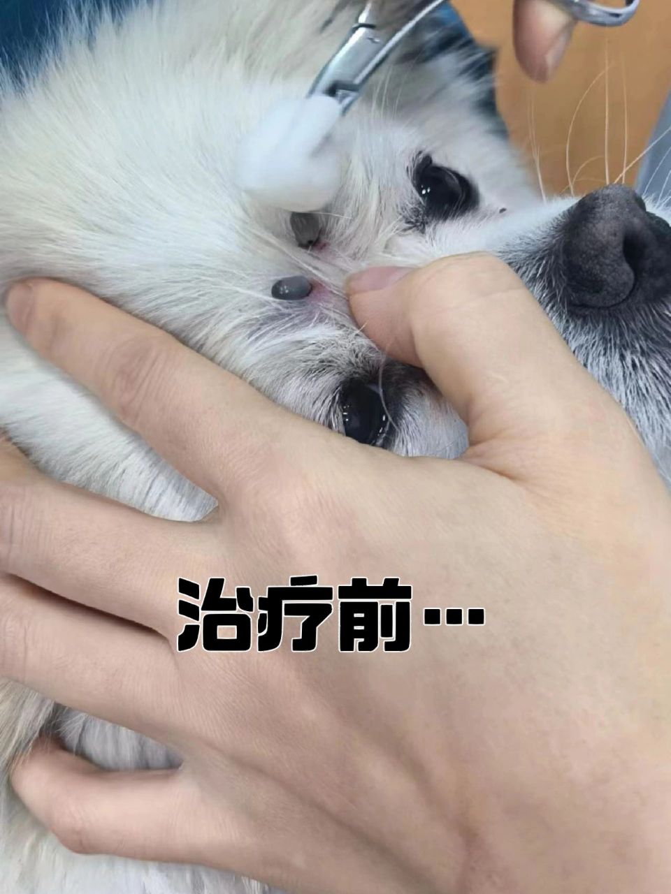 狗狗蜱虫感染的正确处理方法 正确的做法是,给专门的驱虫药涂抹在狗狗