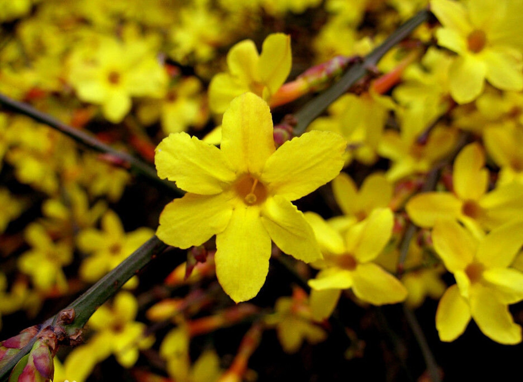 迎春花有几种品种图片图片