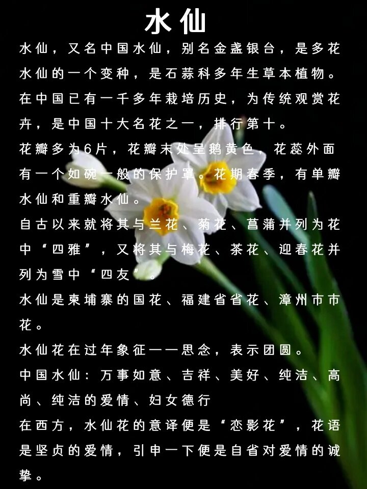 每天认识一种花之水仙