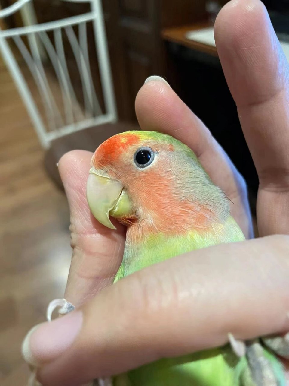 卖家说是正常的,说鹦鹉都这样的, 第二张彩色的是卖家发的他自己养的
