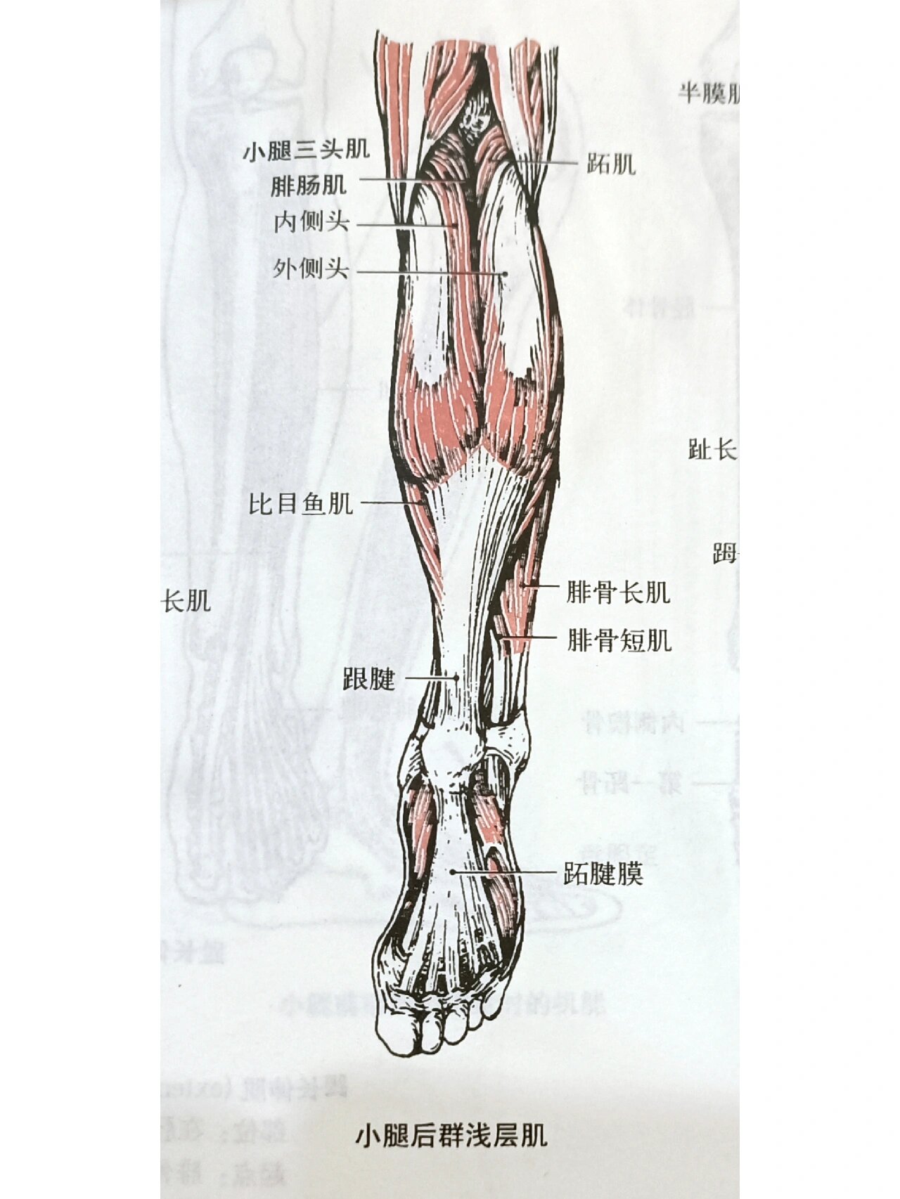 解剖-小腿肌群 深层 浅层