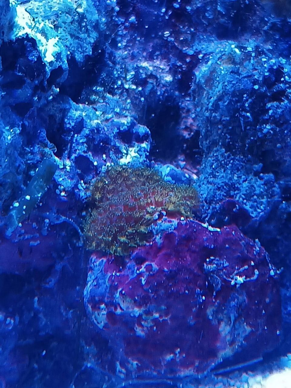 海缸惊现野生史氏博纳孔珊瑚!