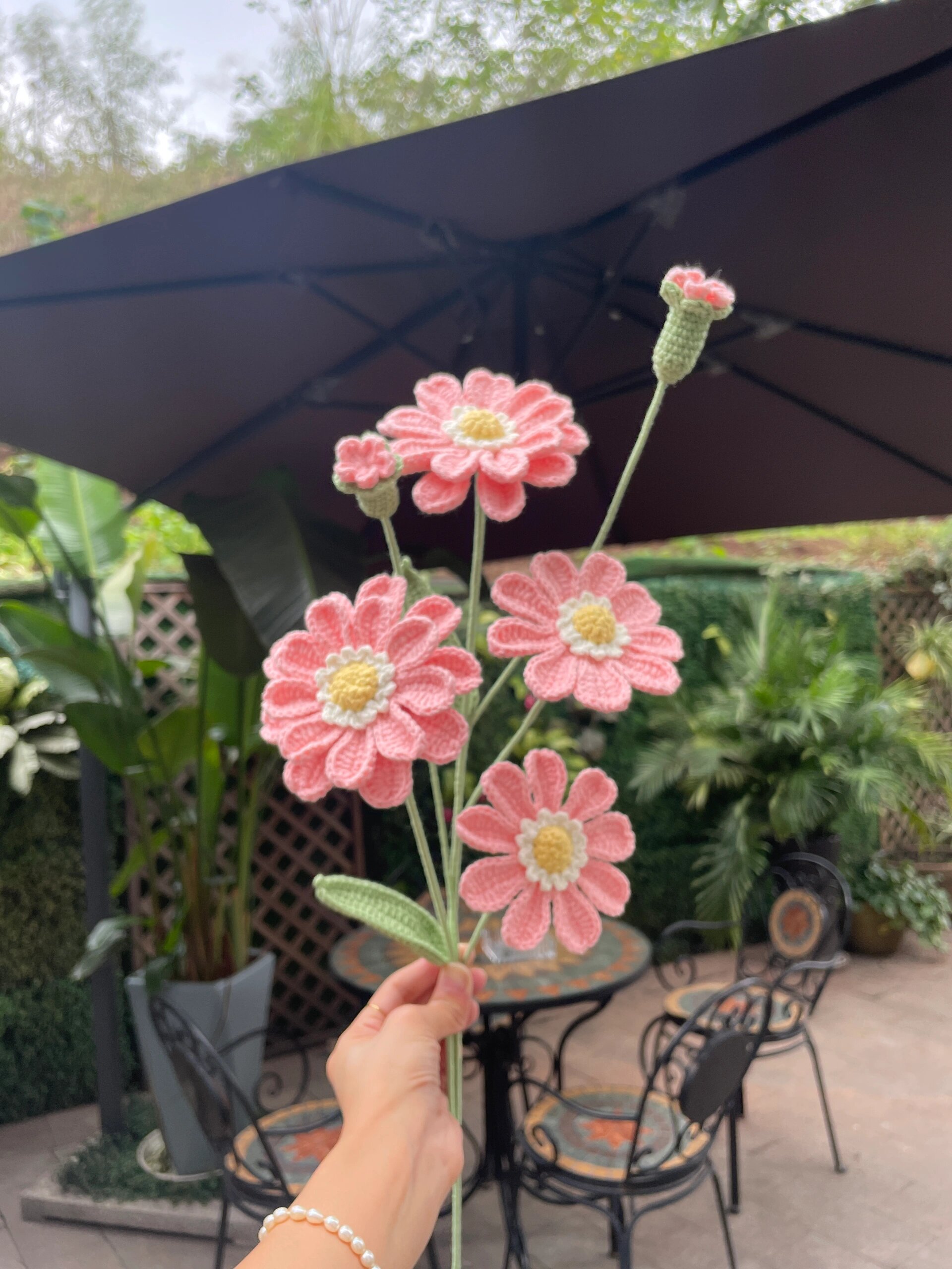 百日菊【附图解】     有一种花叫百日菊,又名步步高 它的花语是:步步