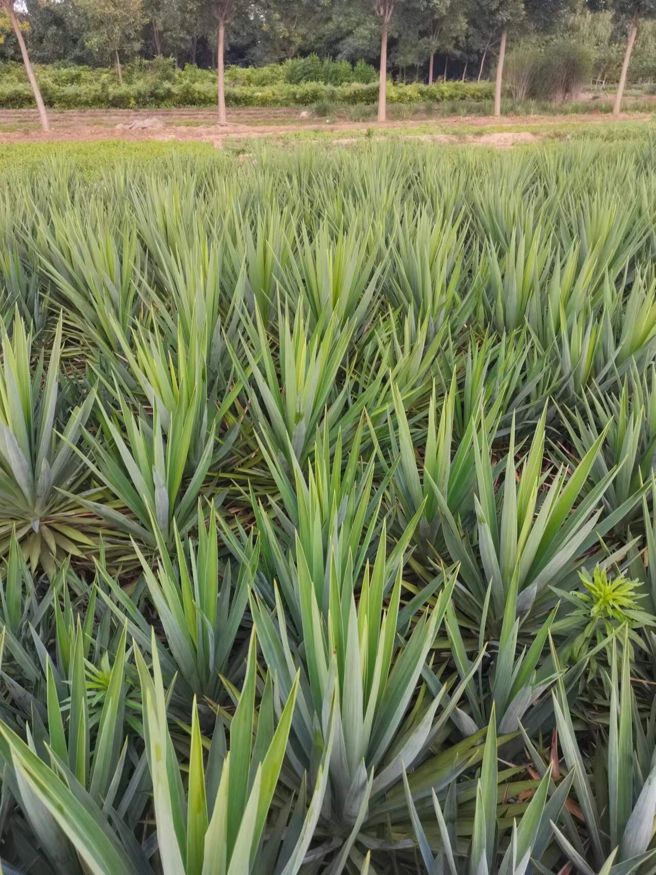 植物过冬日记图片