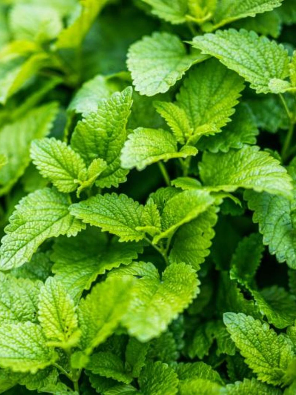 的香蜂草918大实用益处 91香蜂草 (lemon balm) ,也叫柠檬香草,是