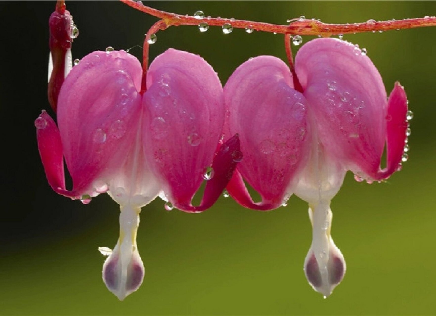 fukuhara),为罂粟科,荷包牡丹属多年生草本植物,株高30～60cm.