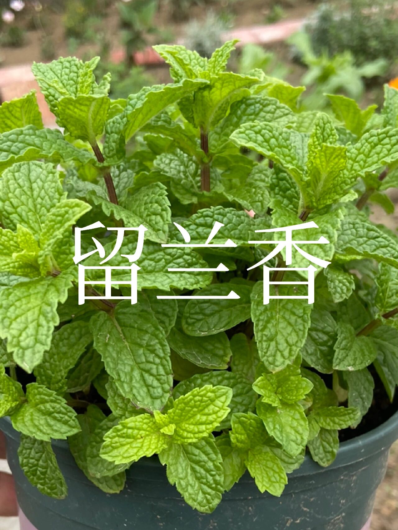 最常见的薄荷 这款薄荷是最常见的 因为它的用途比较广泛