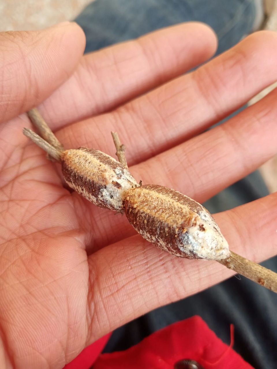 这个是螳螂卵吗