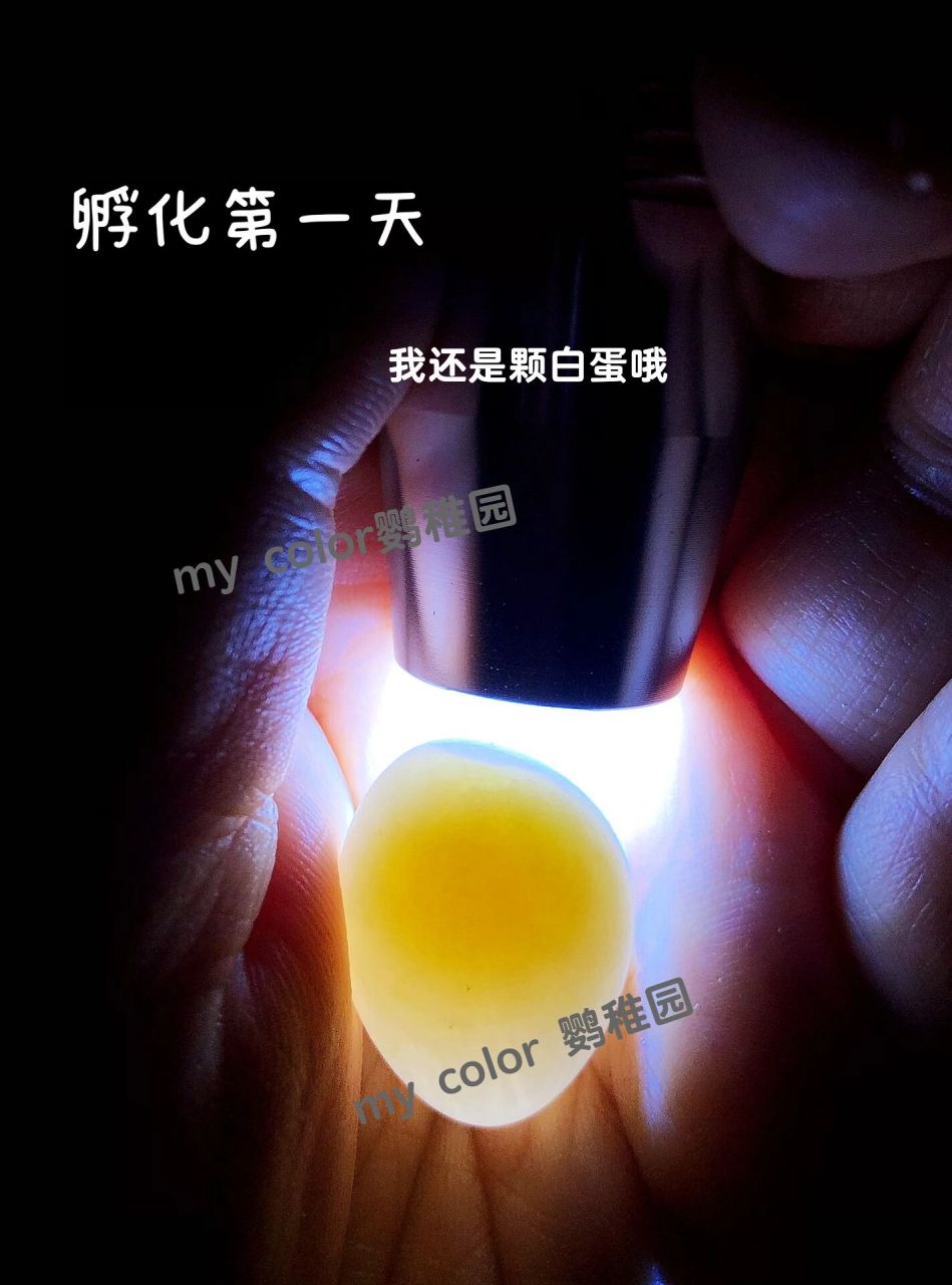 鹦鹉蛋的孵化过程图解,带你揭秘鹦鹉孵化 第1天 鸟蛋产下之后,在适当