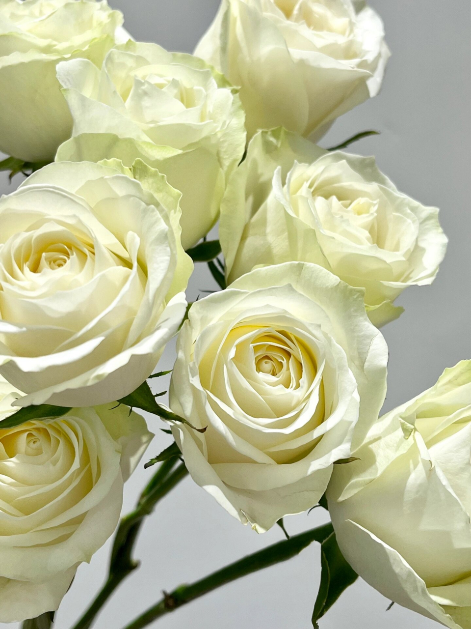 每天带你认识一种花材|白雪山玫瑰 72157215花材:白雪山玫瑰