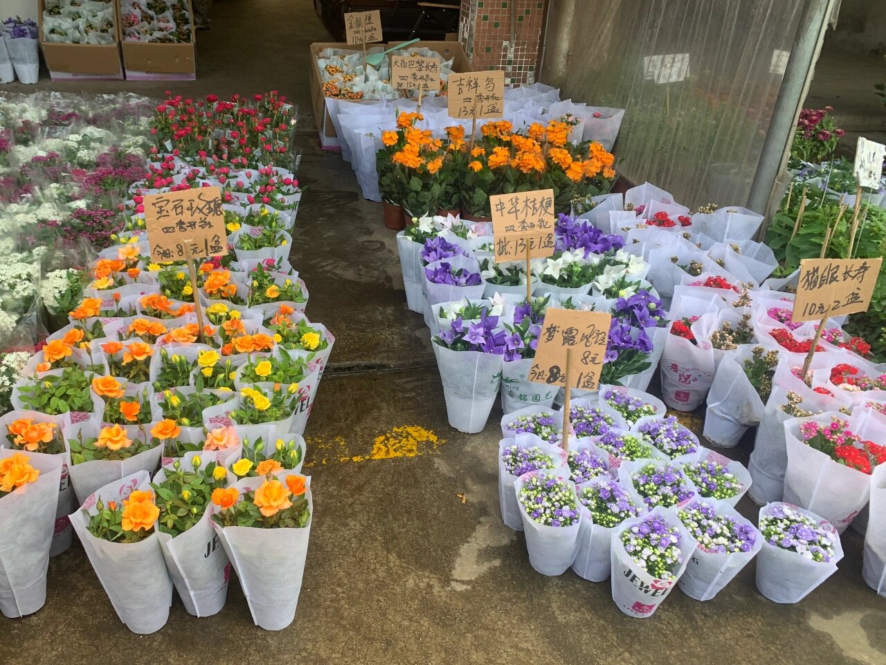 26日广州最大花卉市场更新 这是广州最大的花卉市场,位于广州滘口,有