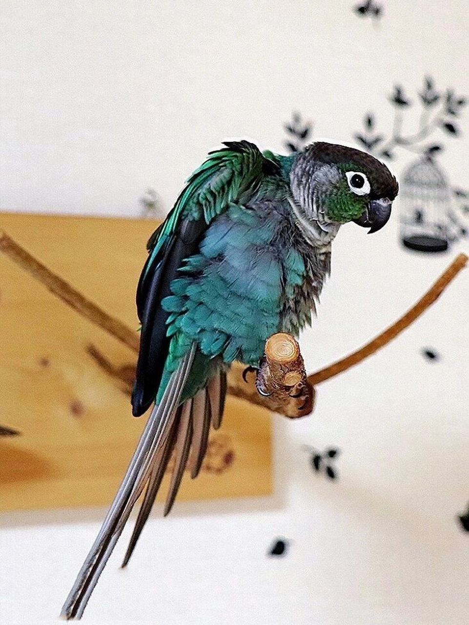 蓝化绿颊小太阳 细节图分享