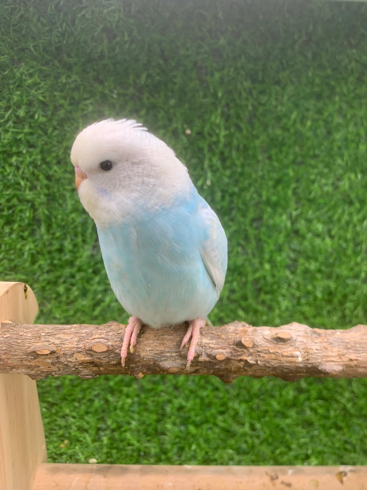 小蓝虎皮鹦鹉天空蓝哦 蓝天白云小鹦鹉