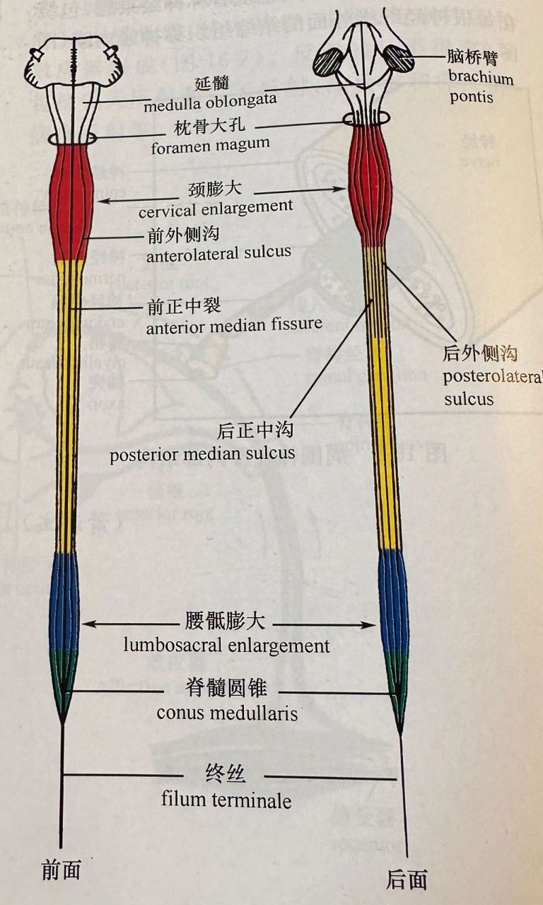 延髓锥体图片