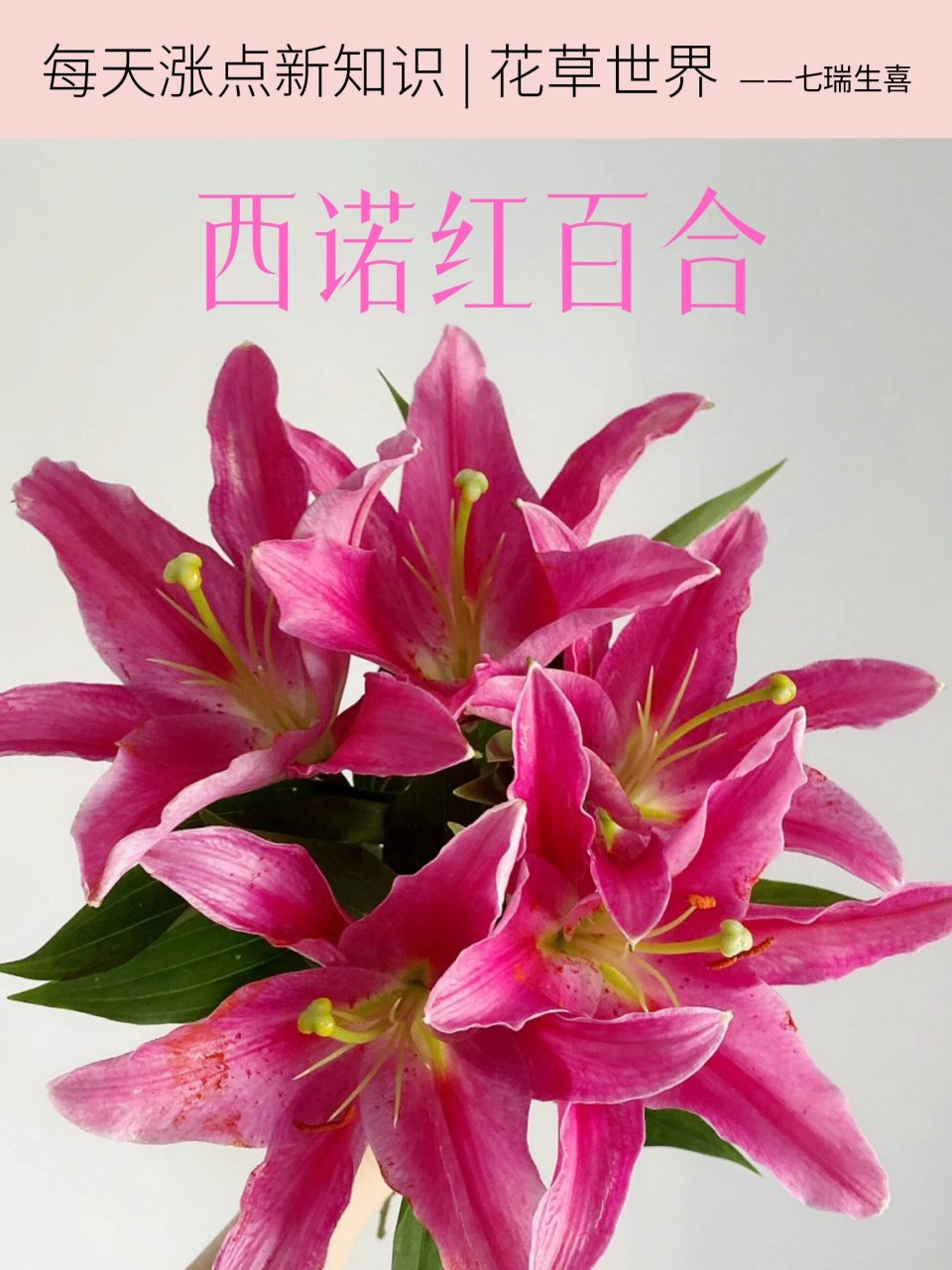 涨点新知识 | 西诺红百合 西诺红百合是红色系百合比较常见的一个品种